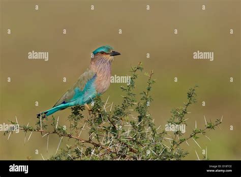 Indian Roller Coracias Benghalensis Perched On Thorny Bush Stock