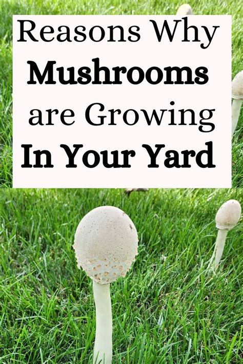 Why Are Mushrooms Growing In My Yard Stuffed Mushrooms Mushrooms In