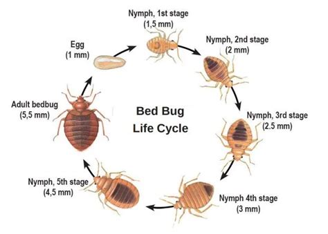 Bed Bug Identification - The Bugman Pest Control