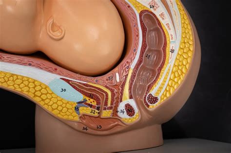 Canal Vaginal Tamanho - Pregnant Female Anatomical Model Vaginal Canal Close-Up Stock Photo ...