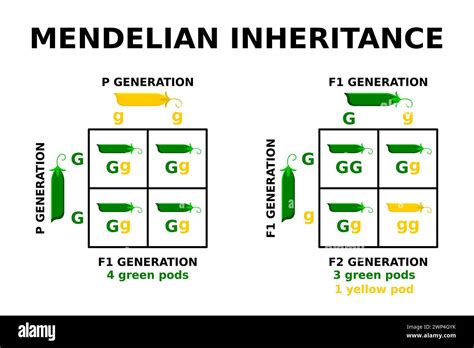 Mendelian inheritance. Punnett square. Genetic cross with known ...