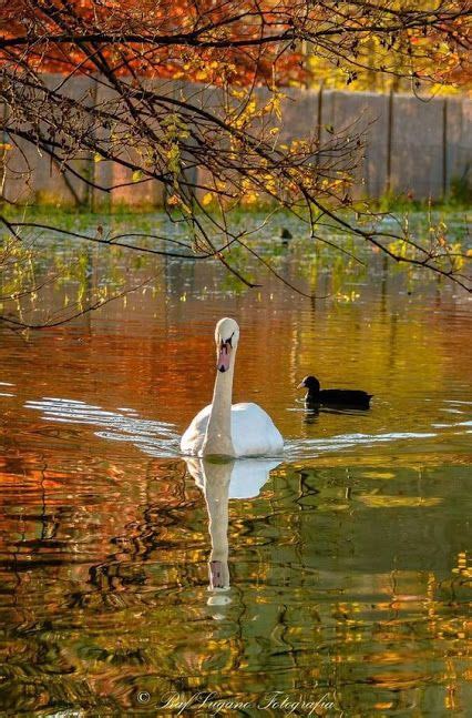 Pin En Razno Cisnes Paisajes Fotograf A