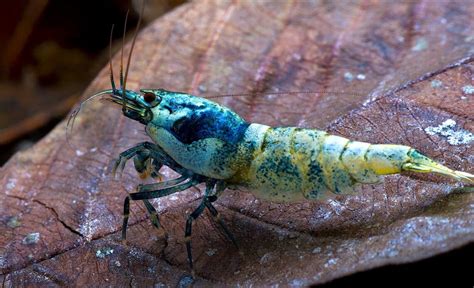 Most Favorite Types Of Freshwater Shrimp For Aquarium