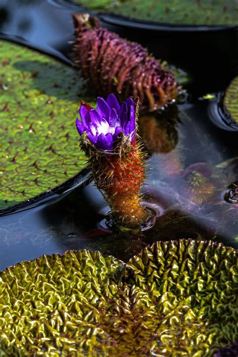 Prickly Waterlily stock photo. Image of pattern, autumn - 256818190