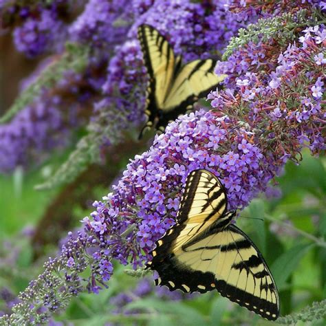 Download A Magnificent Butterfly Bush In Full Blossom Wallpaper