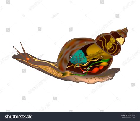 Snail Anatomy Snail Body Structure Diagram Stock Vector (Royalty Free ...