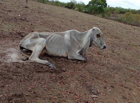 A Se Elevan El N Mero De Reses Muertas Por Sequ A En C Rdoba