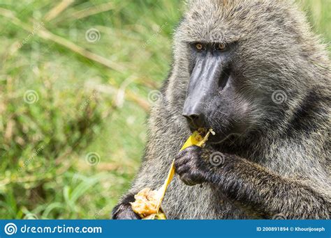 Adult Olive Baboon Papio Anubis Eating A Banana Maasai Mara National