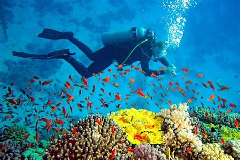 Scuba Diving In Trincomalee Provided By Travceylon Sri Lanka