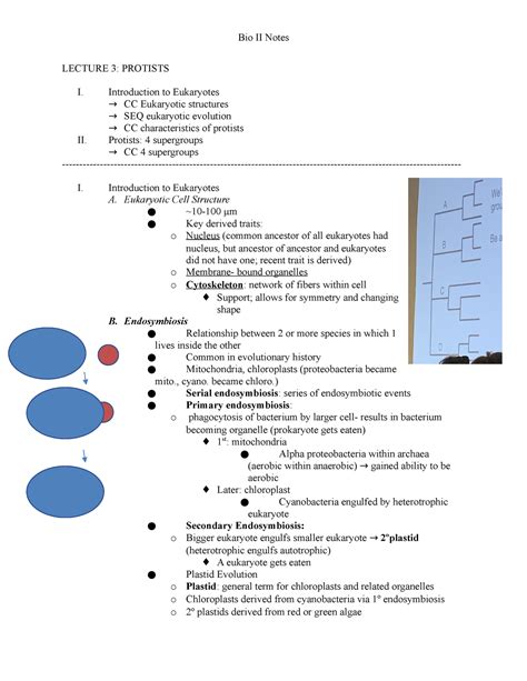 Copy Of Lecture 3 Protists Bio Ii Notes Lecture 3 Protists I Introduction To Eukaryotes →