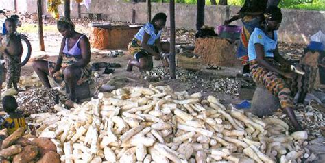 Cassava Production And Processed Products Made From Cassava