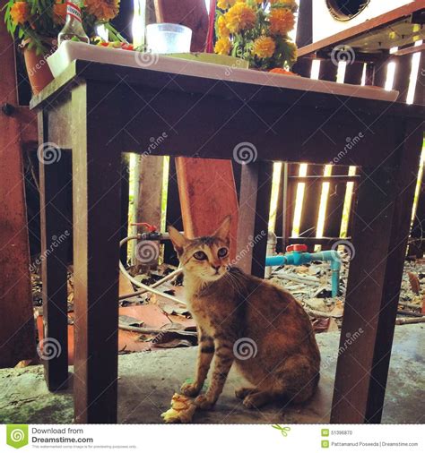 1265 Cat Under Table Stock Photos Free And Royalty Free Stock Photos