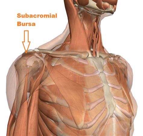 Shoulder Ligament Injuries - Innova Pain ClinicInnova Pain Clinic