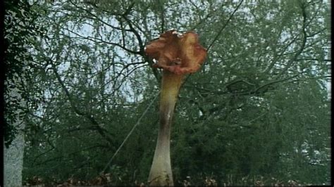 The Day Of The Triffids S Rie Senscritique