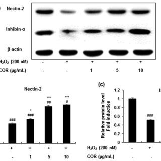 The Effect Of Cordycepin Cor On The Protein Expression Of