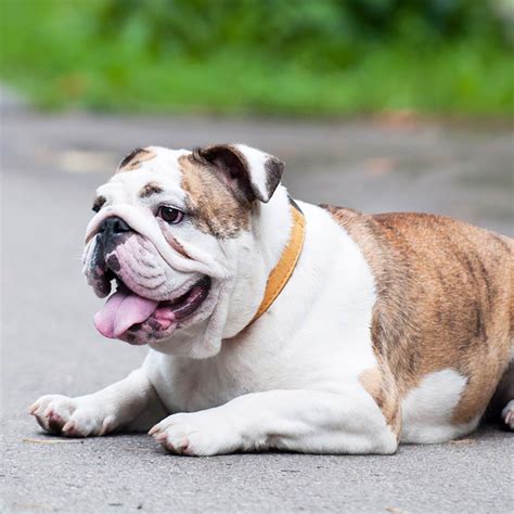 Meet the breed: the English bulldog - Shore Local Newsmagazine