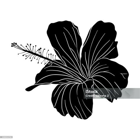 Tropical Hibiscus Flower Silhouette Chinese Rose Flower Hand Drawn