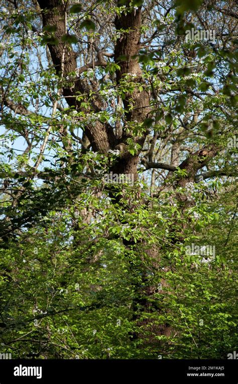 Dense Undergrowth And Trees Queens Wood Highgate London Uk Stock