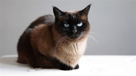 siamese cats personality care  fun facts