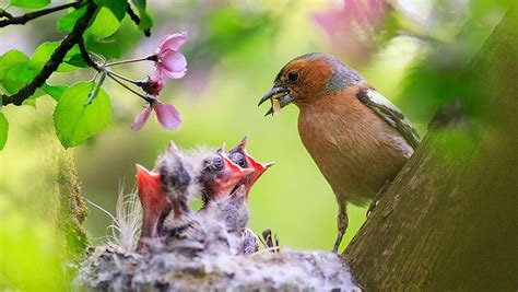 Vogelschutzzeit Hat Begonnen Was Darf Man Jetzt Im Garten Machen