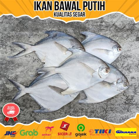 Jual Ikan Bawal Putih Segar Kg Ekor Bawal Segar Ikan Laut Segar