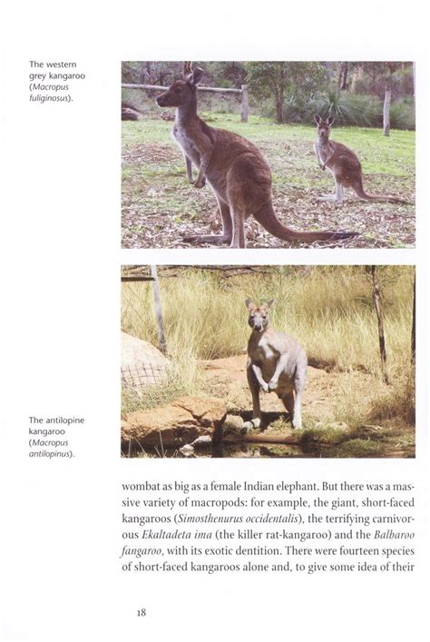 Kangaroo | NHBS Academic & Professional Books