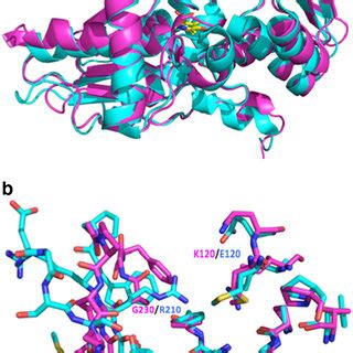 Superimposition Of The Docked Conformations Of The Pentapeptides MNYDI