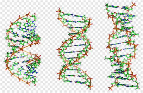 Asam Nukleat Heliks Ganda Z Dna A Dna Biologi Sains Biologi Dna Png