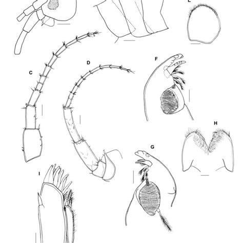 Hyalella Wakulla N Sp Adult Male A Right And Left Uropod 3 B Download Scientific Diagram