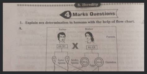 Explain Sex Determination In Humans With The Help Of Flow Chart Filo