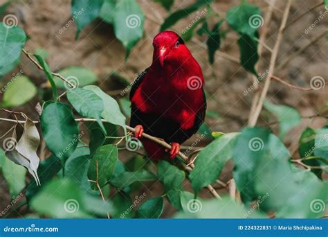 Red Eclectus Parrot Portrait Closeup On A Tree Stock Image Image Of Colorful Plumage 224322831