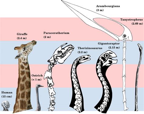 Paraceratherium Size