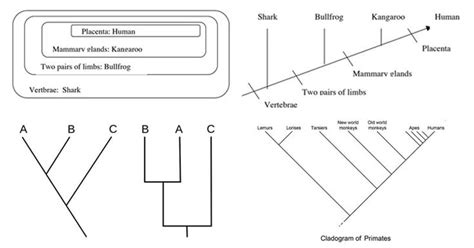 Cladogram- definition, features, parts, examples (vs Phylogram)