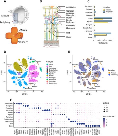 Of Single Cell Analysis From Human Retina A Schematic Cross Section Download Scientific