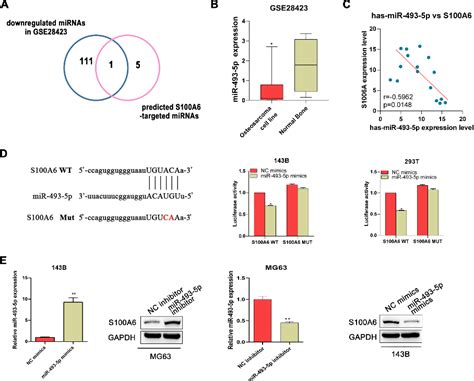 Figure 1 From Snhg1 Functions As An Oncogenic Lncrna And Promotes