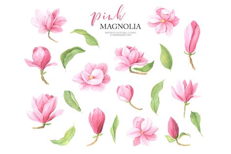 Watercolor Magnolia Flower Clipart Png By Larysa Zabrotskaya