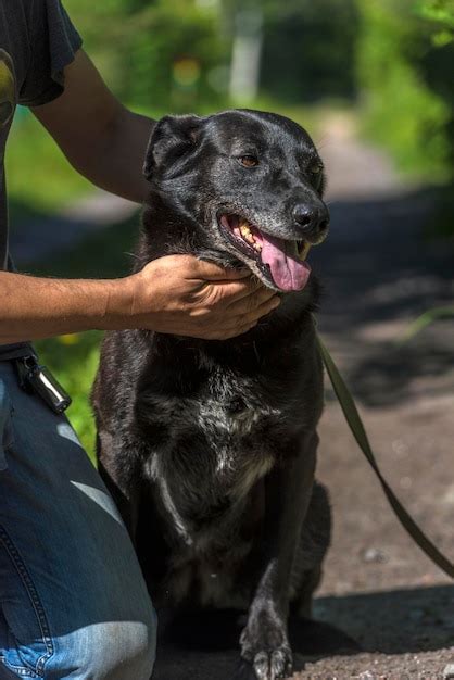 Premium Photo Black Dog Holding Hand