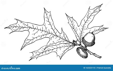 Branch Of Quercus Reticulata Vintage Illustration Cartoondealer