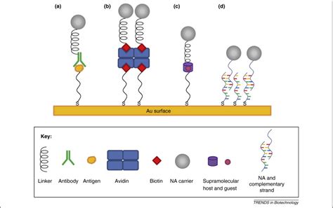 Substrate Mediated Nucleic Acid Delivery From Self Assembled Monolayers