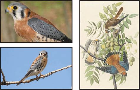 kestrel photos - Rachel Carson Council