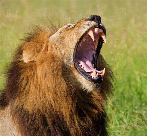 Male Lion Yawning Greater Kruger National Park South Africa Stock