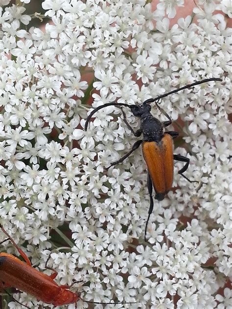 Schwarzspitziger Halsbock Corymbia Fulva Ngid Flickr