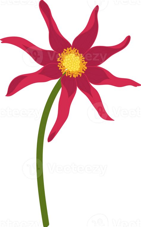 Red Dahlia Flower Hand Drawn Illustration 10171096 PNG