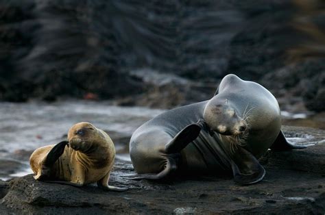 Galapagos Sea Lion, Galapagos Islands – The Galapagos sea lion is a species of sea lion that ...