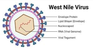 West Nile Virus Wnv An Overview