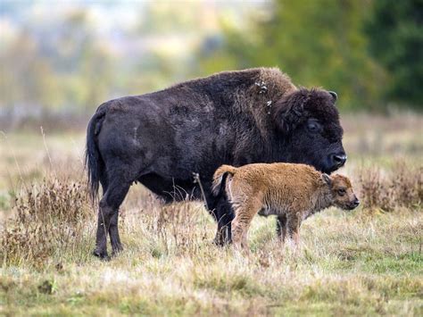 Baby Bison Abound At Elk Island National Park Edmonton Journal