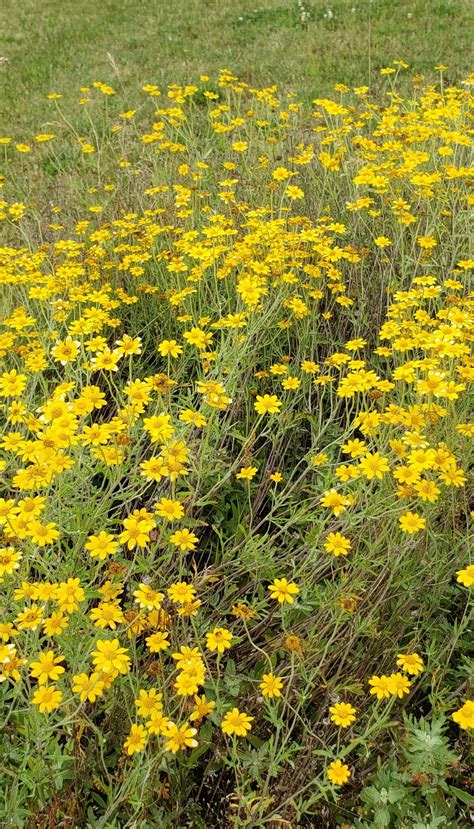 Top 10 Oregon Native Plants For Pollinators Week 2 Garden Ecology Lab