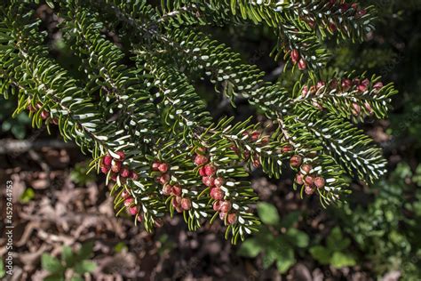 Stockfoto Med Beskrivningen The Reddish Brown Female Cones Of The