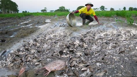 Unbelievable Fishing A Lot Of Catch Big Catfish In Mud After Dry Water