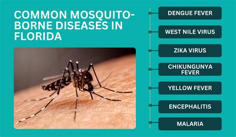 What Diseases Do Mosquitoes in Florida Carry?